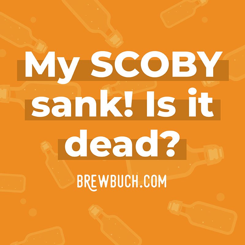 https://brewbuch.com/wp-content/uploads/2019/11/scoby-sank.jpg