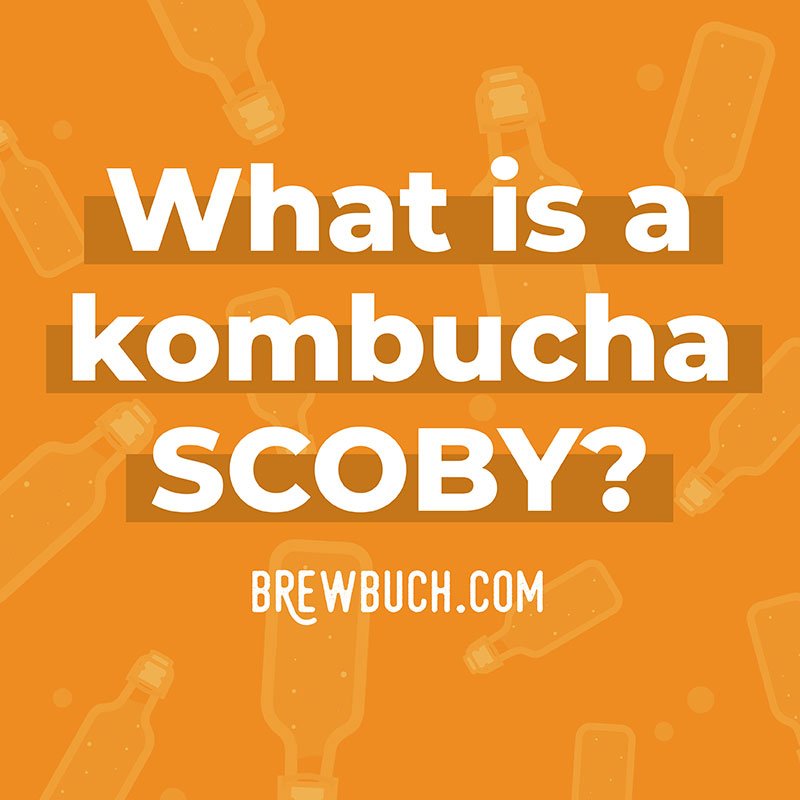 Collage that says "what is a kombucha scoby?"