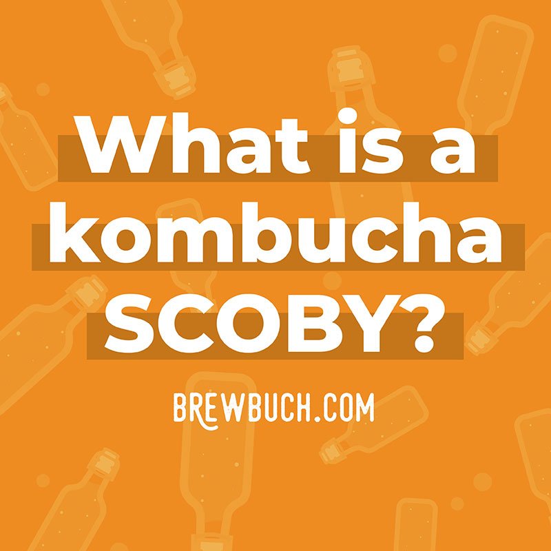 All About Scobies, The Mothers of Kombucha — Pomme Natural Market