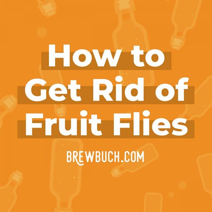 Fruit Flies in Kombucha (What To Do + 3 Tricks to Avoid It) Brew Buch