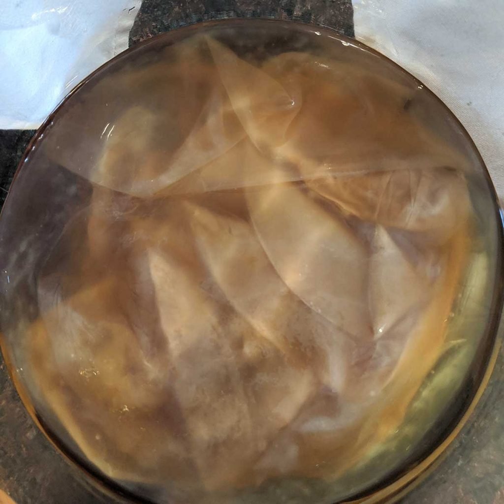 Picture of healthy kombucha SCOBY