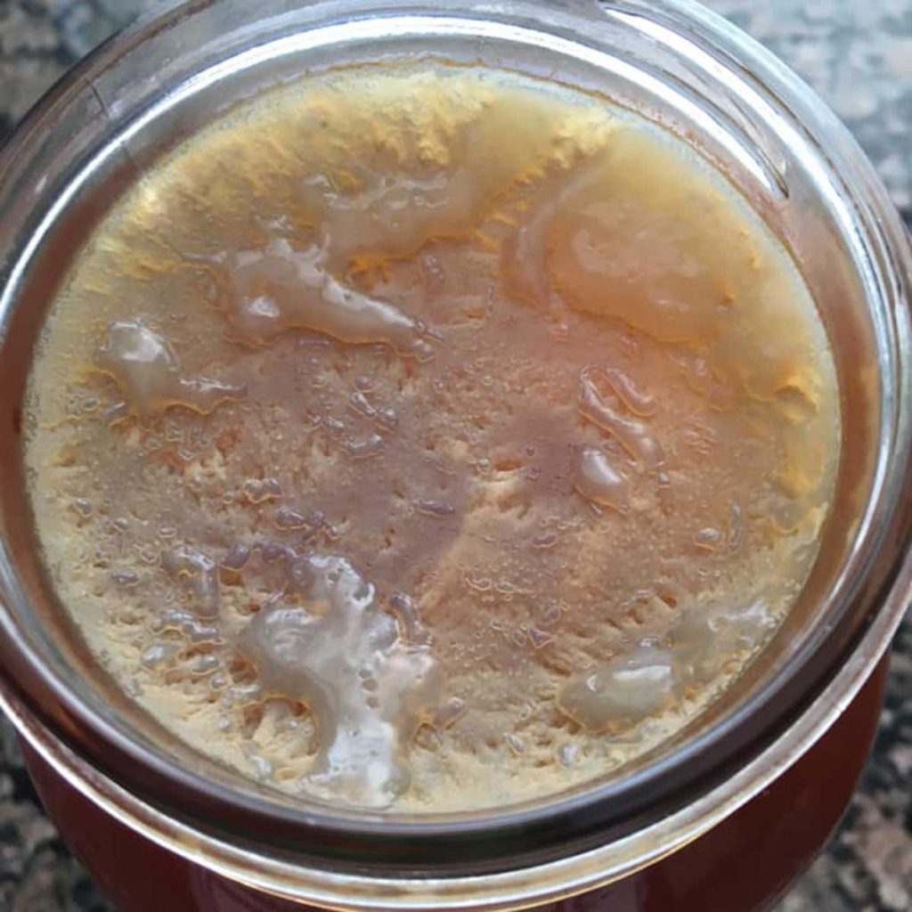 Picture of healthy kombucha SCOBY