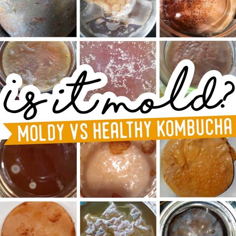 Picture of kombucha SCOBYs with and without mold