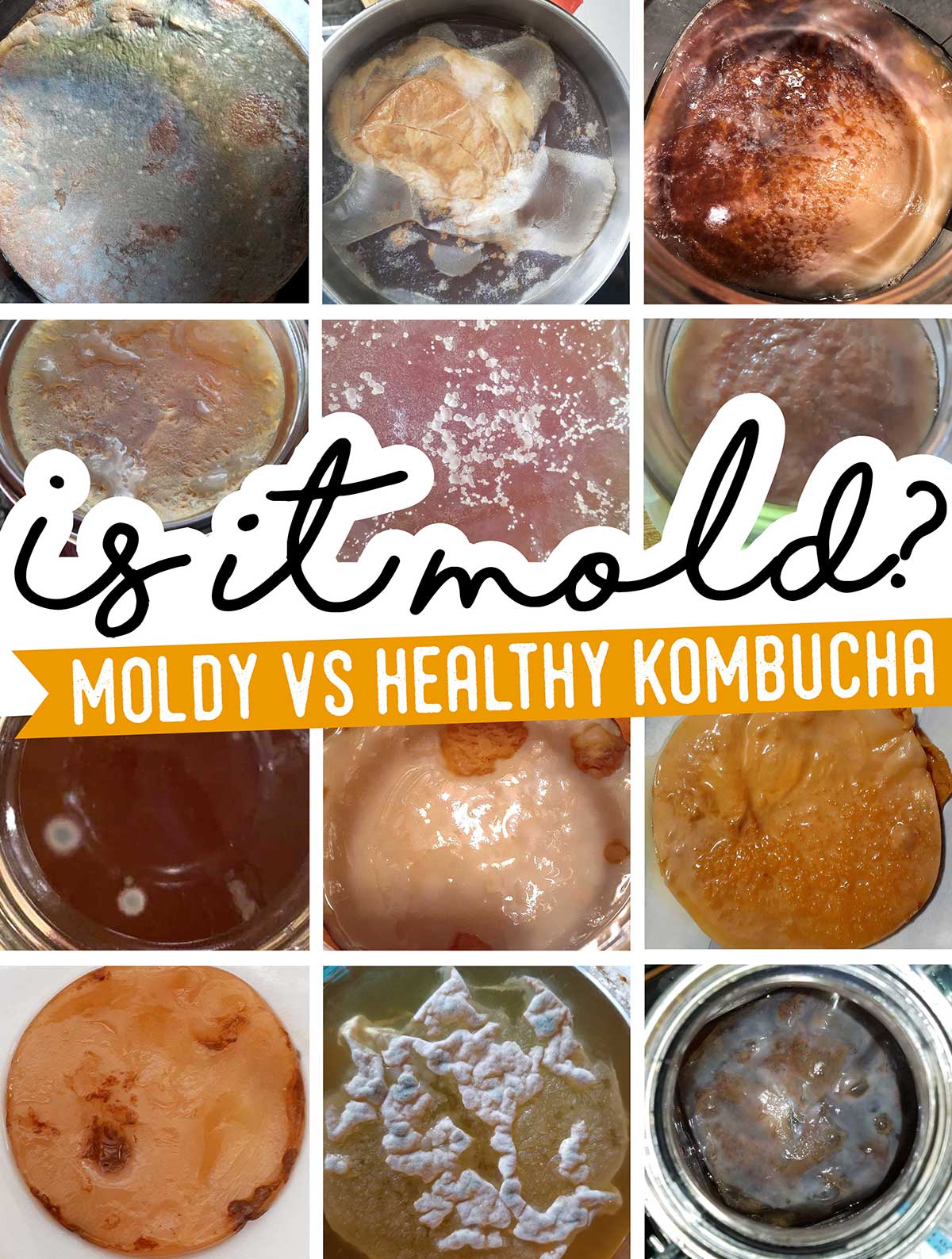 Picture of kombucha SCOBYs with and without mold