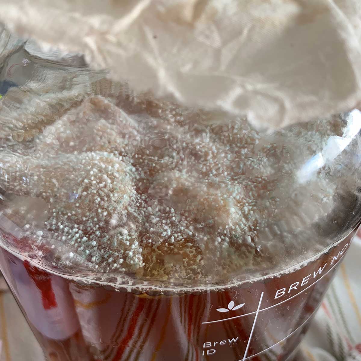 Kombucha Mold vs. Not Mold (The Ultimate Photo Guide!)