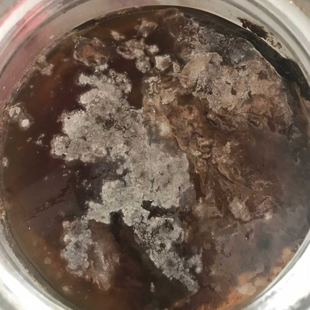 moldy kombucha scoby