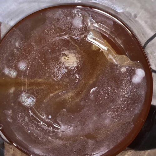 Kombucha Mold vs. Not Mold (The Ultimate Photo Guide!)