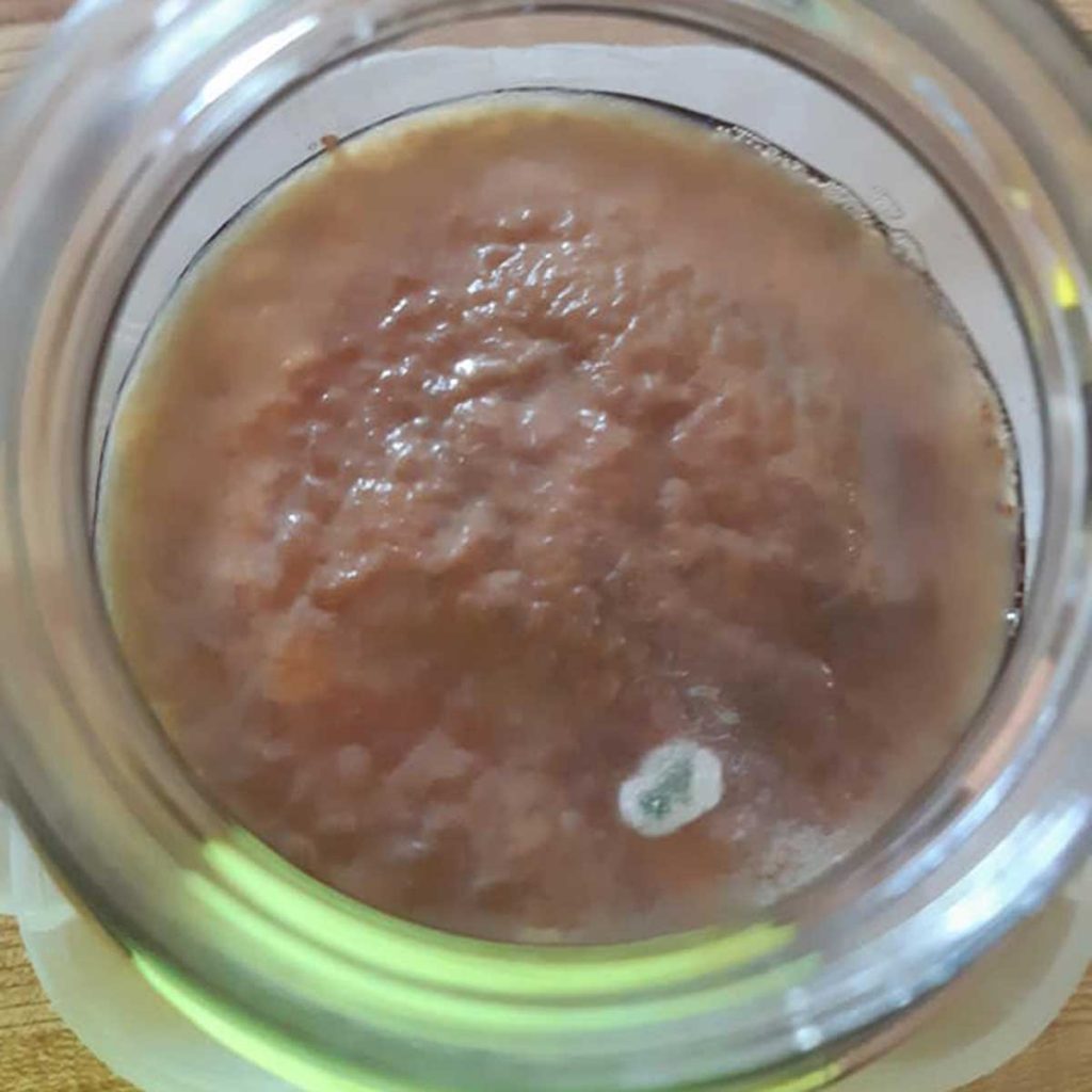 Picture of moldy kombucha SCOBY