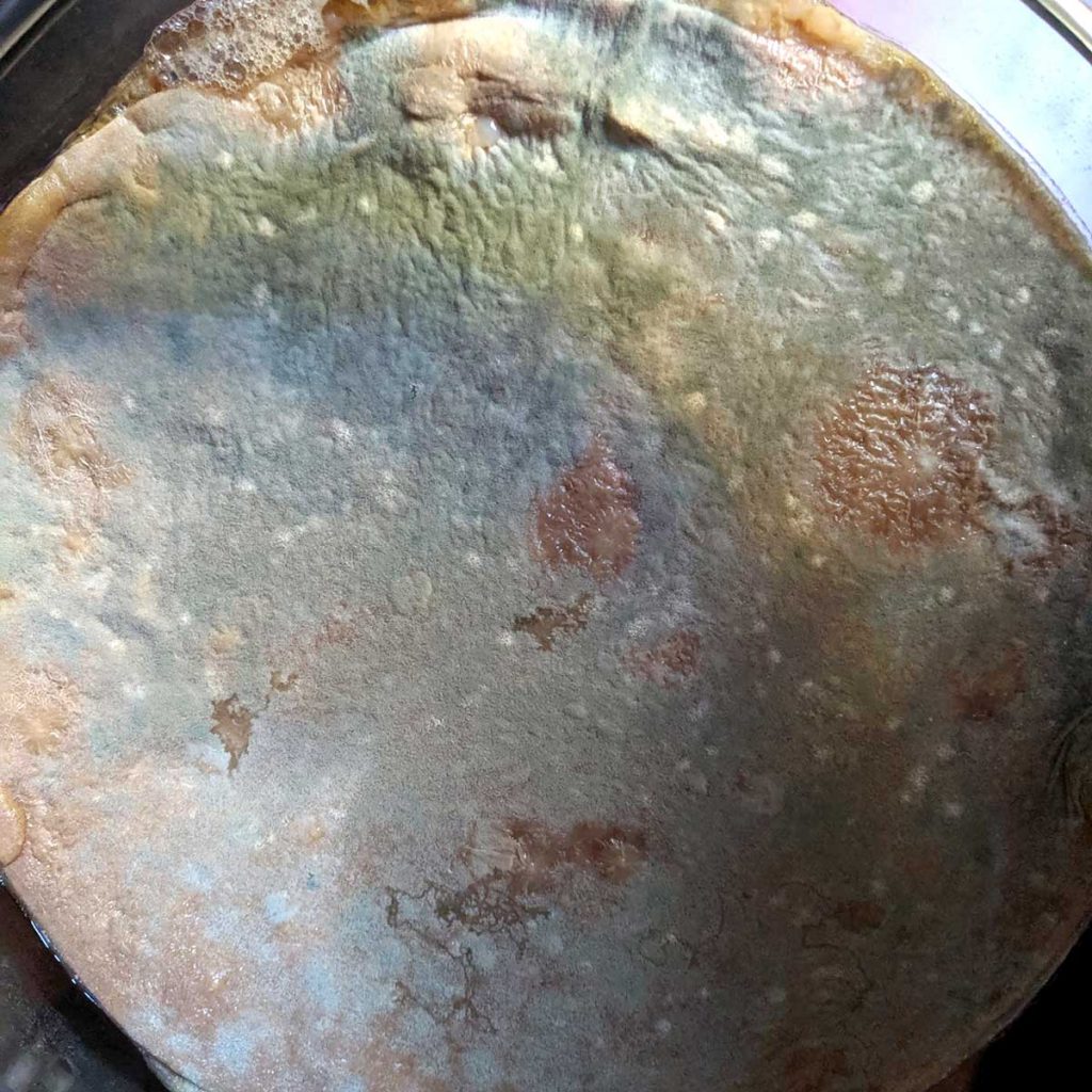 Picture of moldy kombucha SCOBY