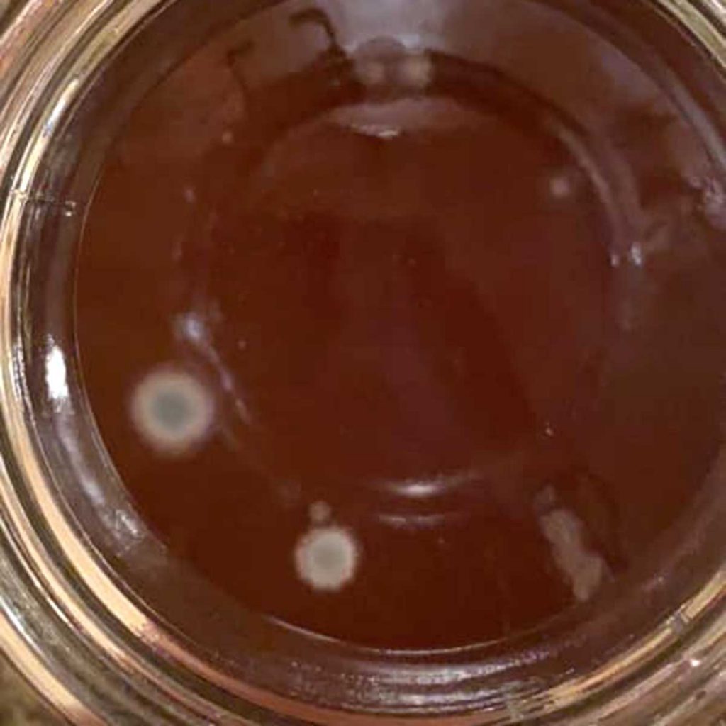Picture of moldy kombucha SCOBY