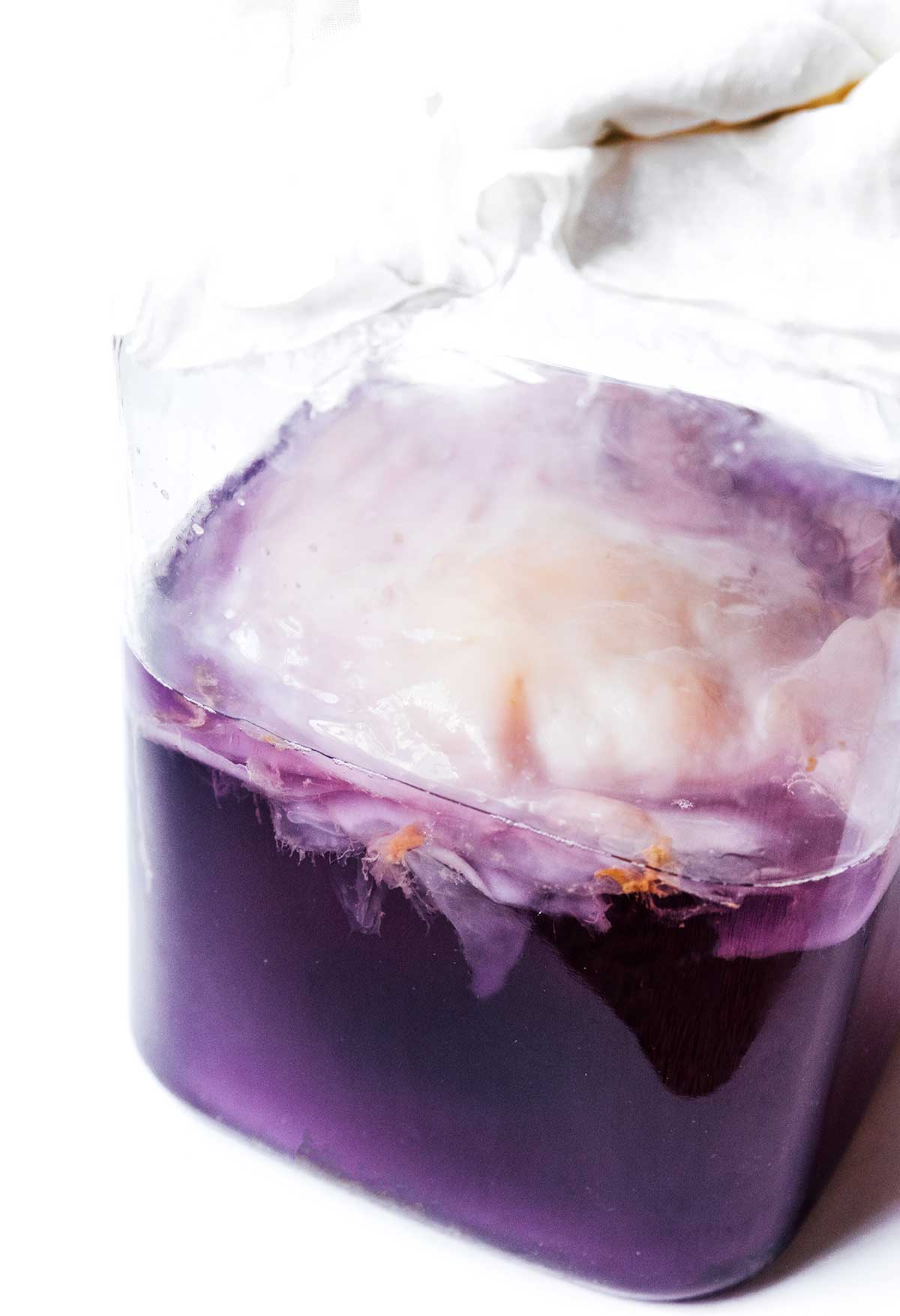 Butterfly Pea Flower Kombucha (1st and 2nd Fermentation Options) Brew