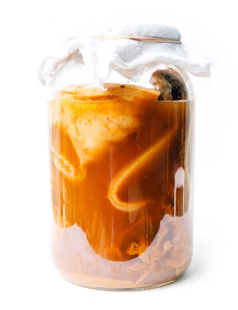 How do I store a SCOBY longterm? Make a SCOBY Hotel!  Buy Kombucha Starter  Kits – Homemade Kombucha Co.