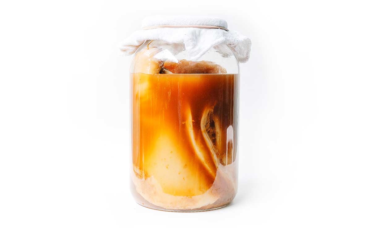 Jun Kombucha Scoby - Junbucha