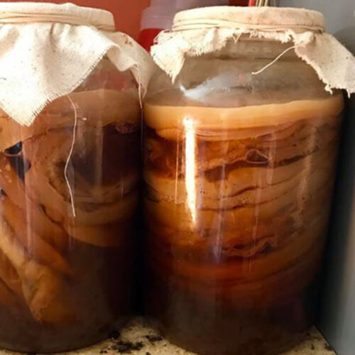Kombucha SCOBY Hotels How to Make and Maintain Them! Brew Buch