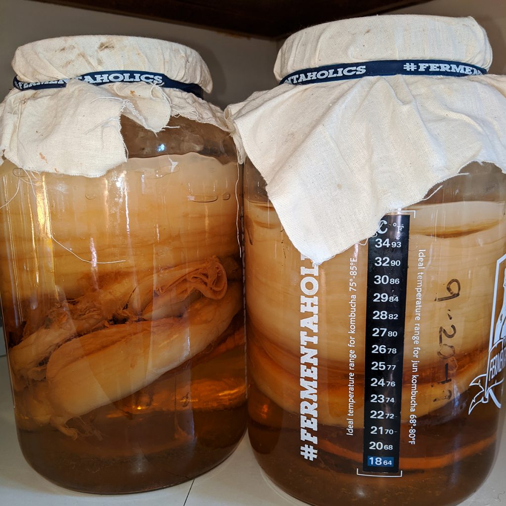 What Is A SCOBY In Kombucha? Is It The Same As A Pellicle?