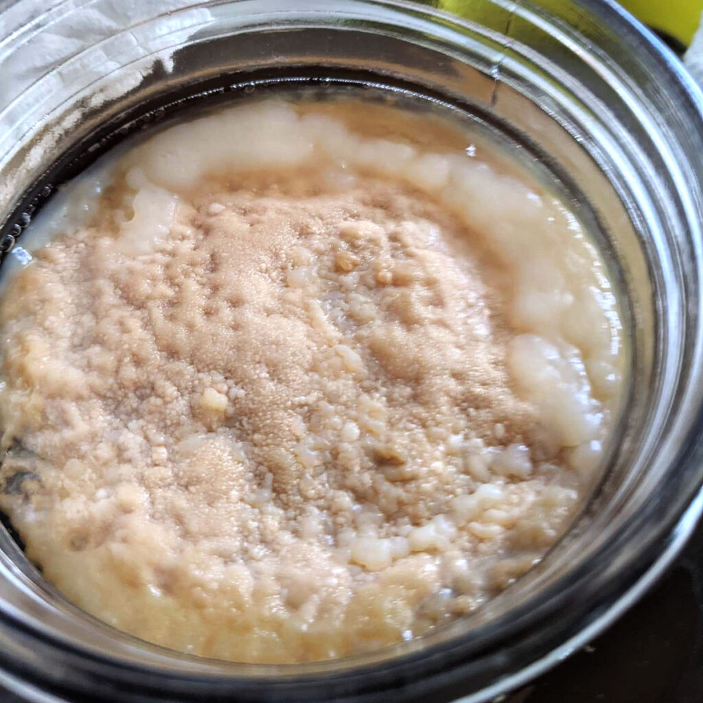 An example of kahm yeast in kombucha.