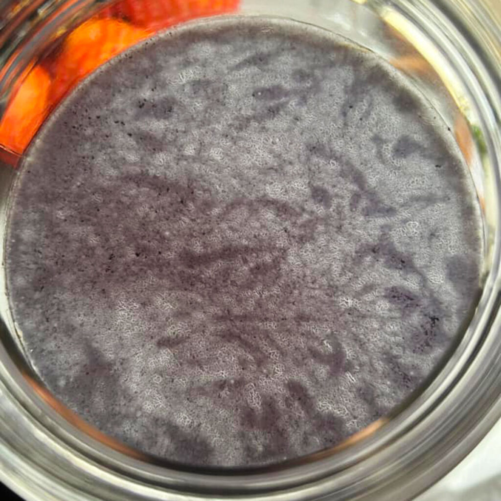 An example of kahm yeast in kombucha.