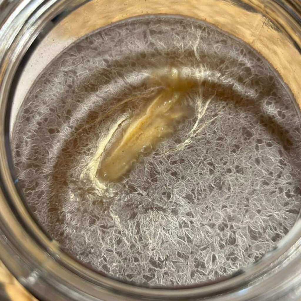 An example of kahm yeast in kombucha.