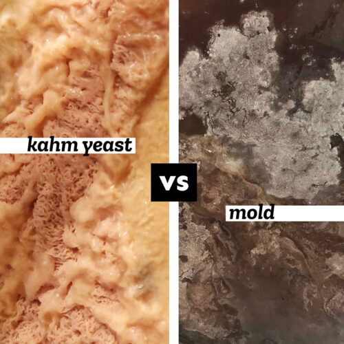 Collage that says "kahm yeast vs mold".